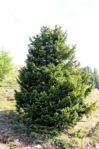 Picea abies (1) (1200 x 800).jpg_product_product_product_product_product